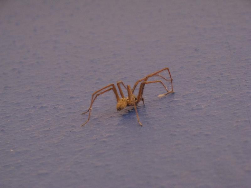 spidernorm.jpg